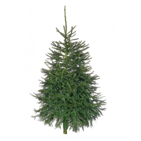 Klassieke Spar Kerstboom