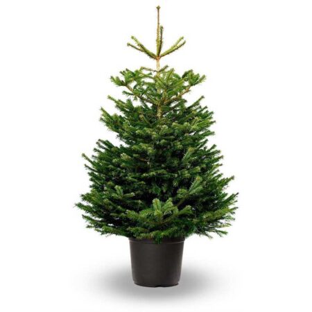 Kerstboom in pot