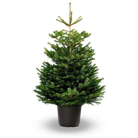 Kerstboom in pot